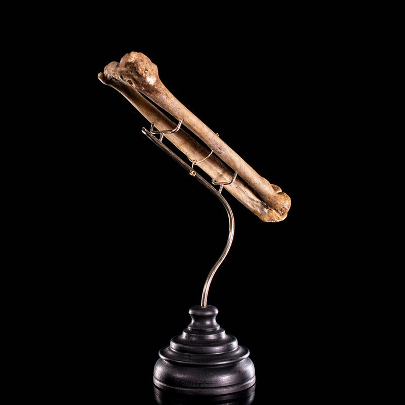 Real human radius and ulna