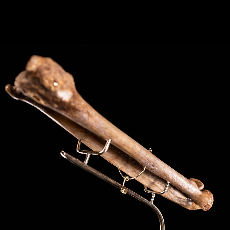 Real human radius and ulna