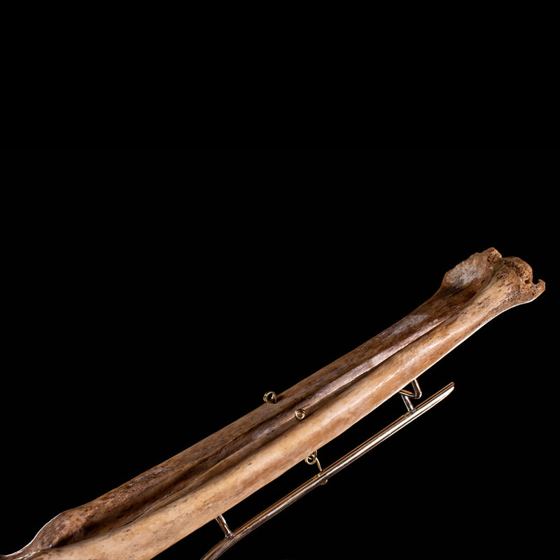 Real human radius and ulna