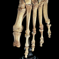 Real Human foot