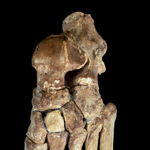 Real Human foot