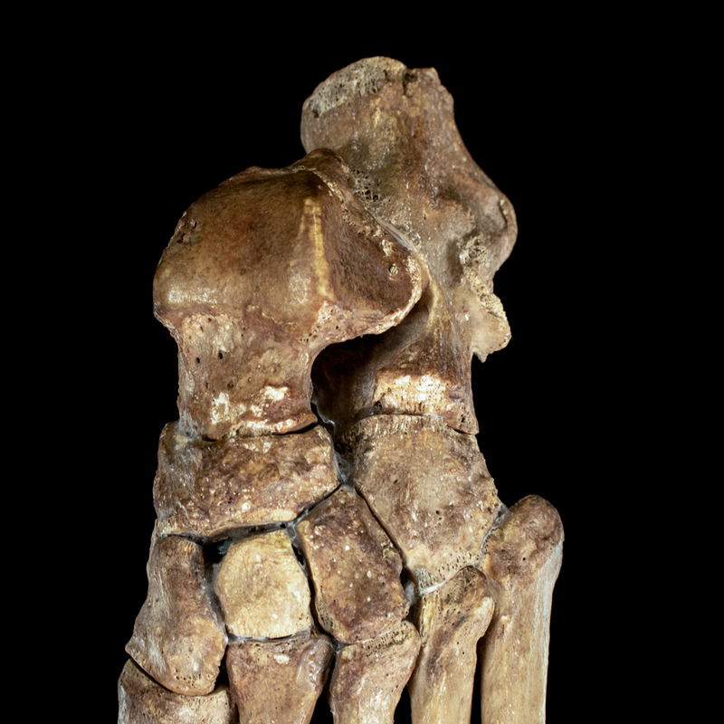 Real Human foot