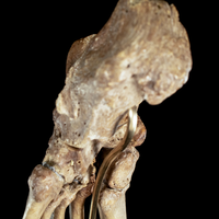 Real Human foot