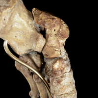 Real Human foot