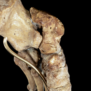 Real Human foot