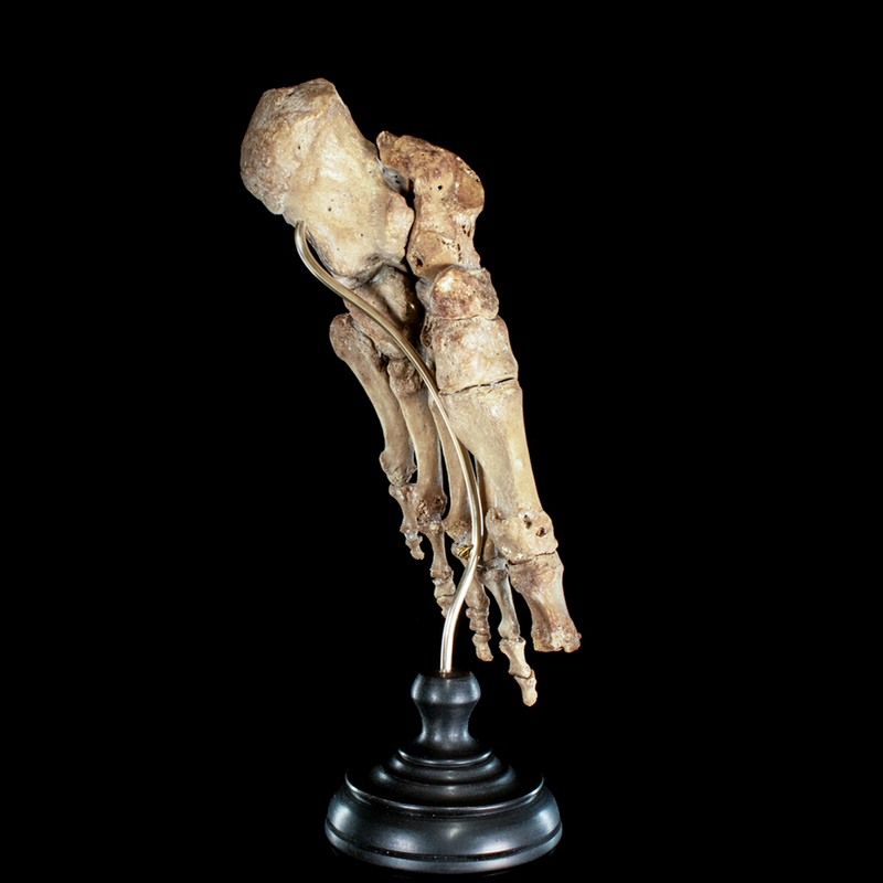 Real Human foot