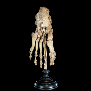 Real Human foot