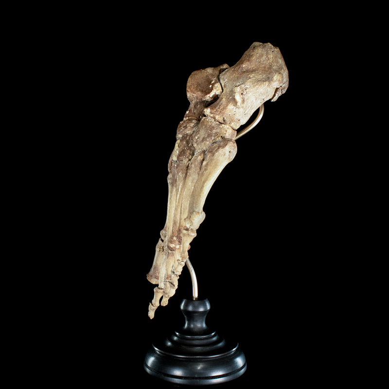 Real Human foot