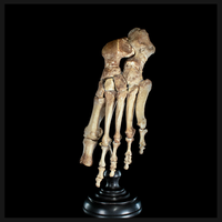 Real Human foot