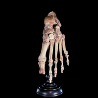 Real Human foot