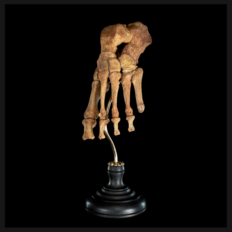 Real Human foot