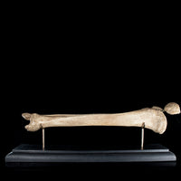Human tibia fibula on custom base