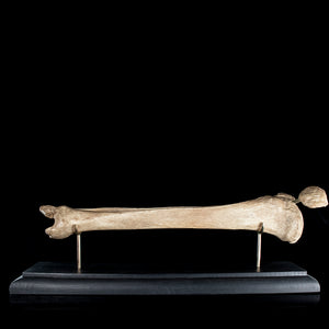 Human tibia fibula on custom base