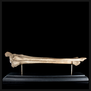 Tibia & fibula on base