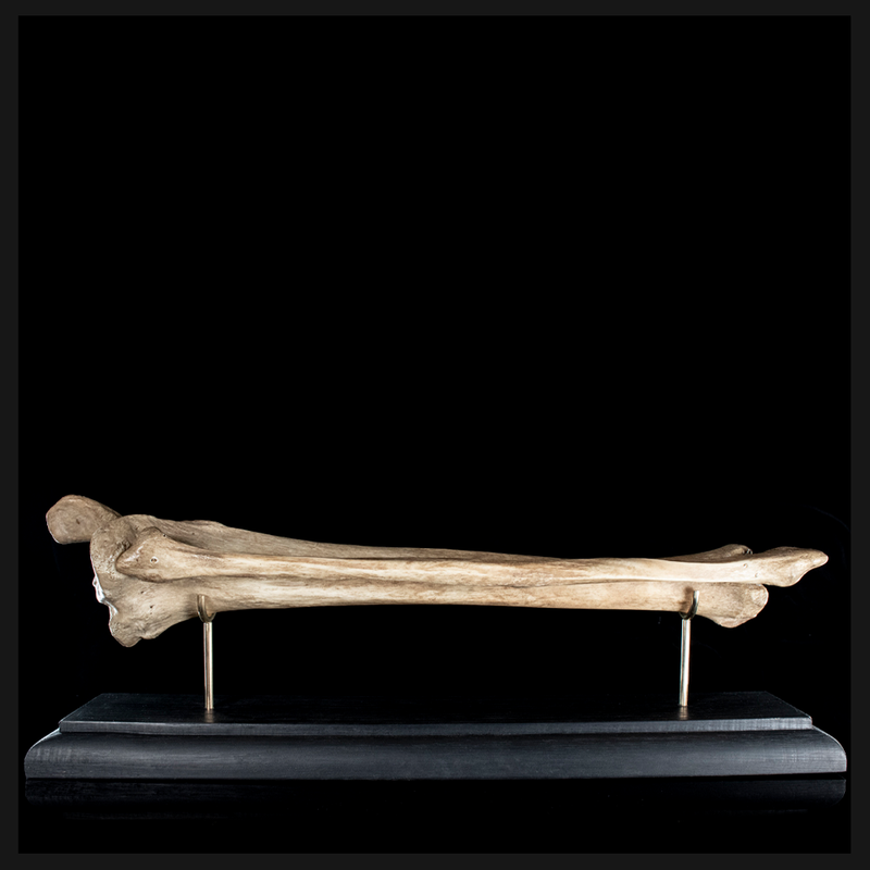 Tibia & fibula on base