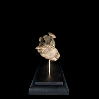 Human tibia fibula on custom base
