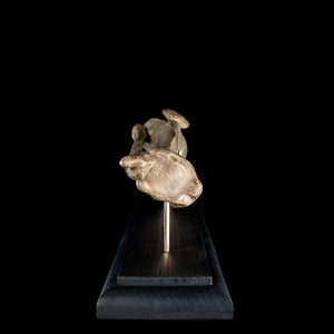 Human tibia fibula on custom base