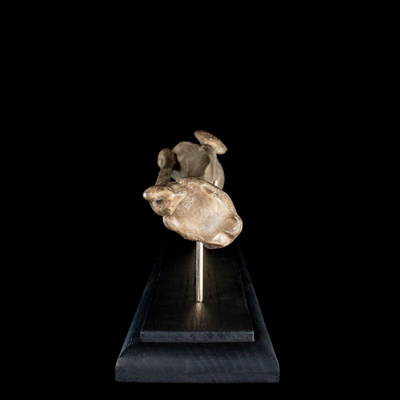 Human tibia fibula on custom base