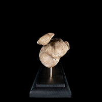 Human tibia fibula on custom base