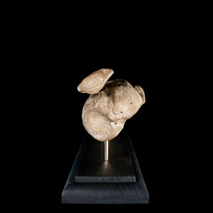 Human tibia fibula on custom base
