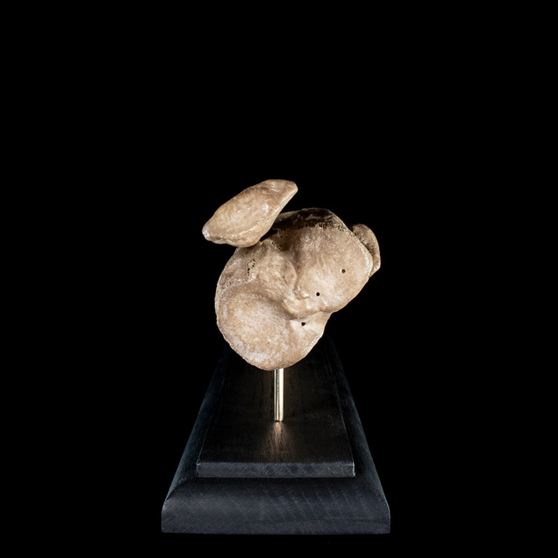 Human tibia fibula on custom base