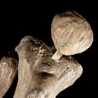 Human tibia fibula on custom base