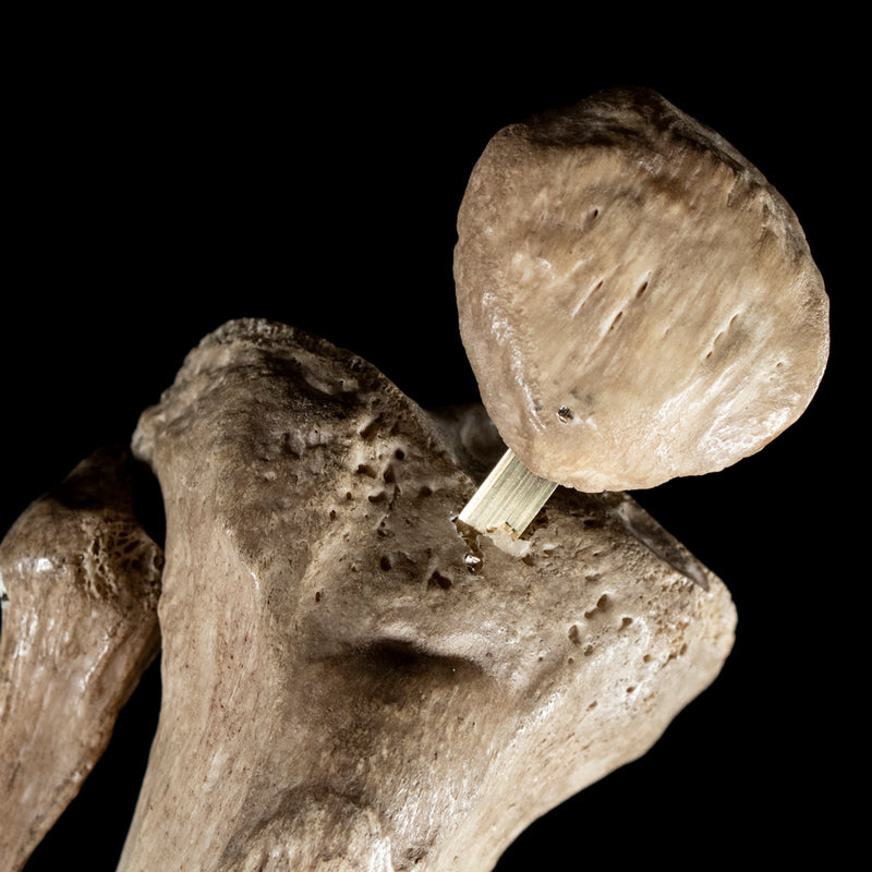 Human tibia fibula on custom base