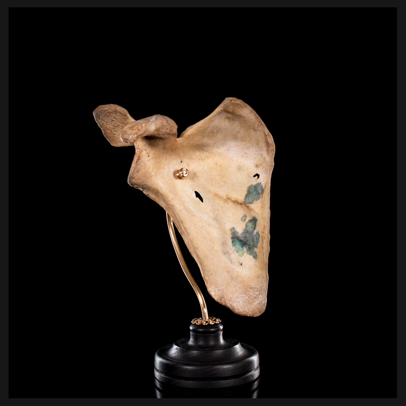 Human scapula from a real human skeleton