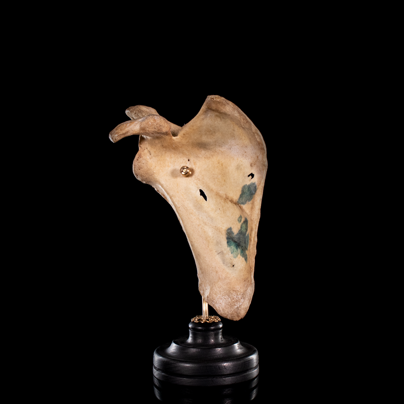 Human scapula from a real human skeleton