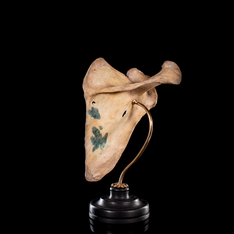Human scapula from a real human skeleton