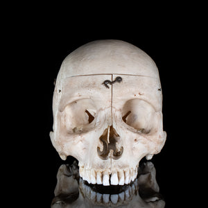 Human skull with a vertical cut