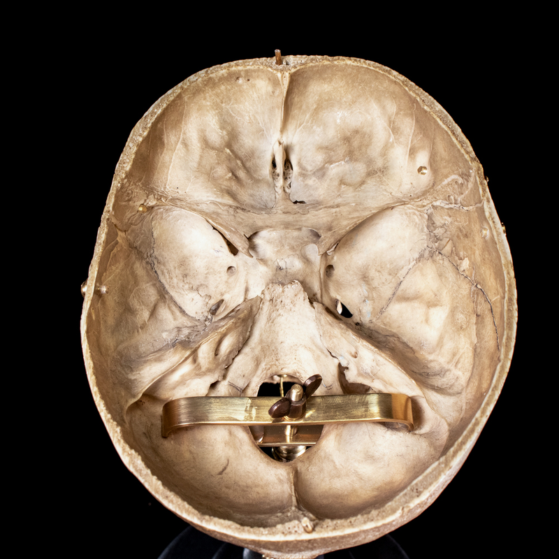 Human skull with moving mouth articulation