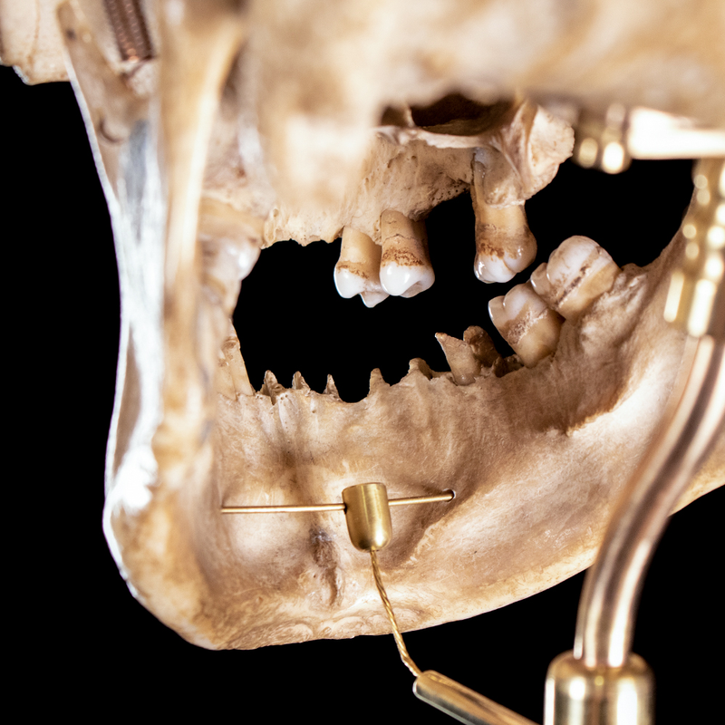 Human skull with moving mouth articulation
