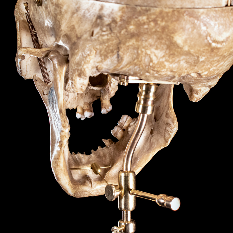 Human skull with moving mouth articulation