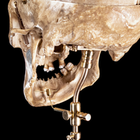 Human skull with moving mouth articulation