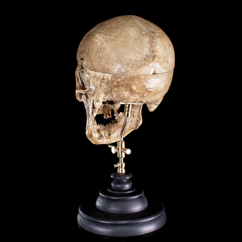 Human skull with moving mouth articulation
