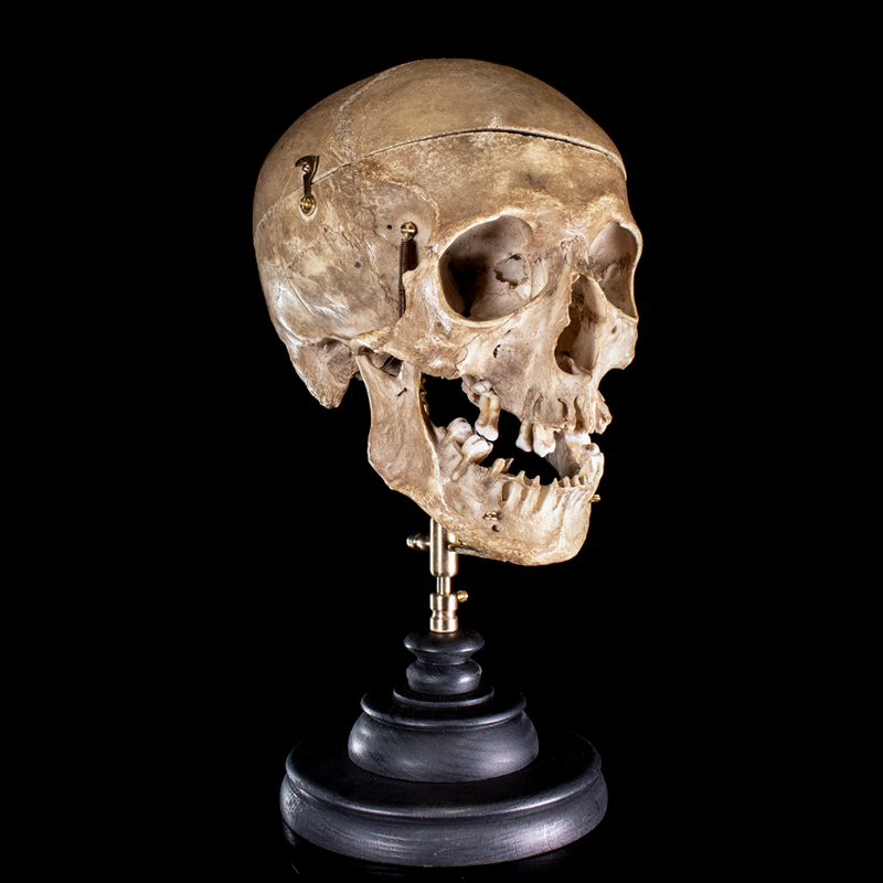 Human skull with moving mouth articulation