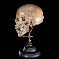 Human skull with moving mouth articulation