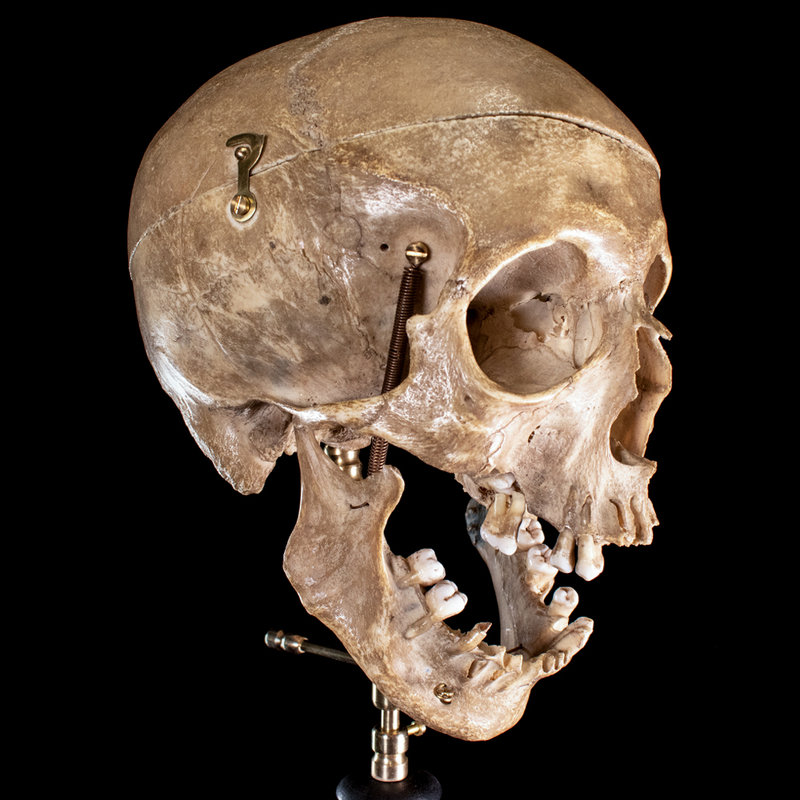Human skull with moving mouth articulation
