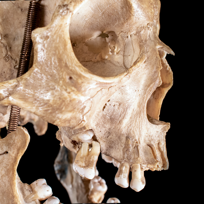 Human skull with moving mouth articulation