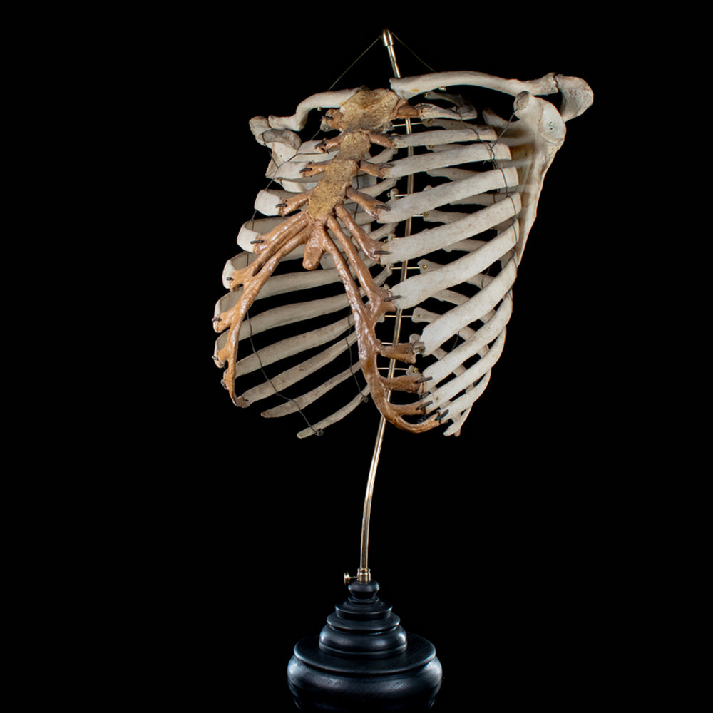 Real rib cage
