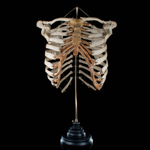 Real rib cage