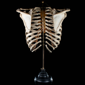 Real rib cage