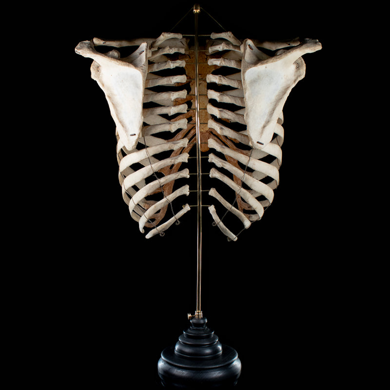 Real rib cage