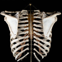 Real rib cage
