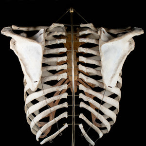 Real rib cage