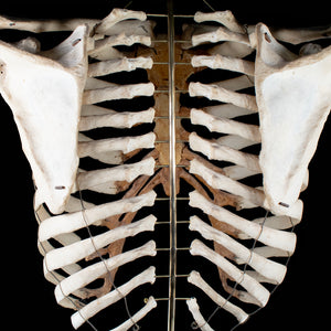Real rib cage