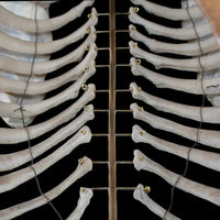 Real rib cage