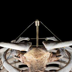 Real rib cage