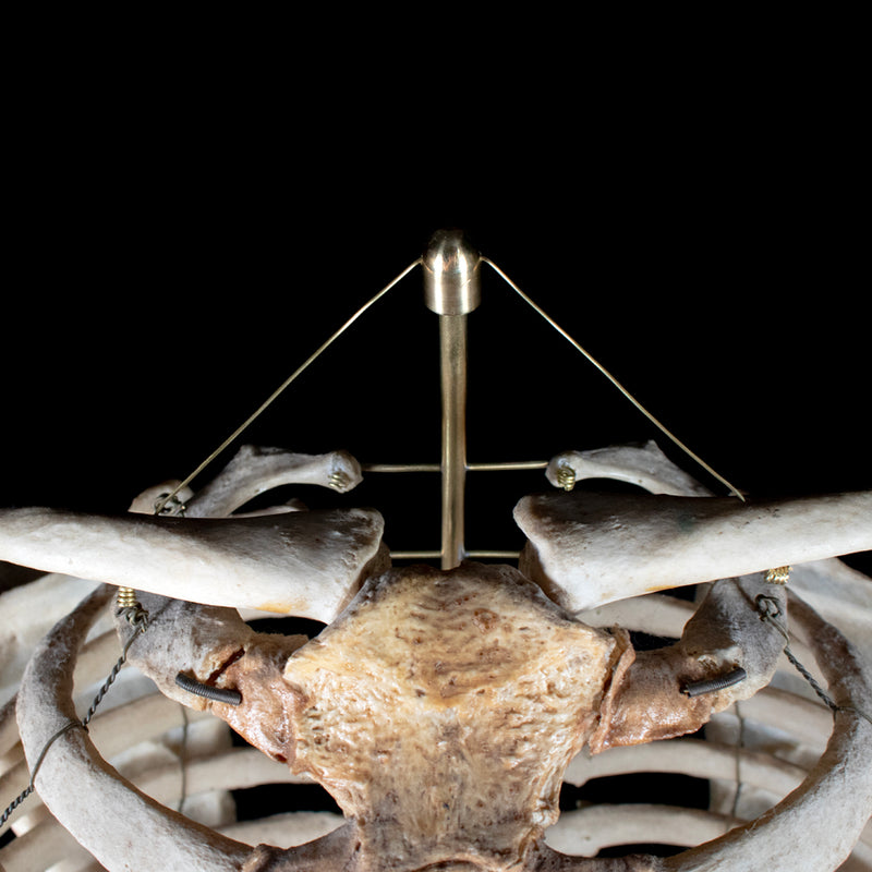 Real rib cage